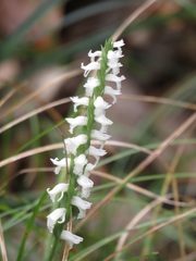 Spiranthes odorata