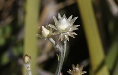Ammobium alatum