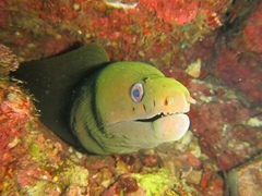 Gymnothorax castaneus