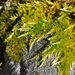 Pinnatifid Homalothecium Moss - Photo (c) Lauren Magner, some rights reserved (CC BY-NC), uploaded by Lauren Magner