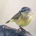 Yellow-rumped Thornbill - Photo (c) rodgerp, some rights reserved (CC BY-NC)