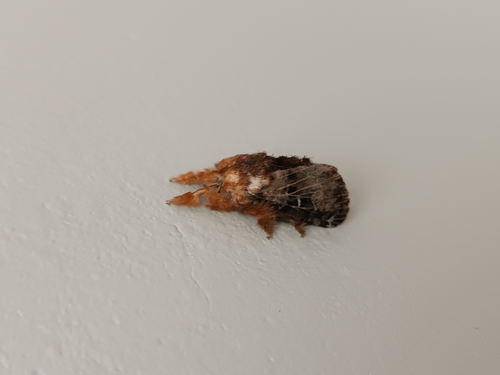 Tolype medialis
