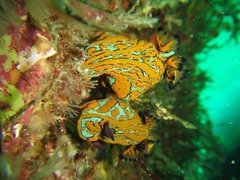 Tambja abdere
