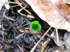 Neottia bifolia