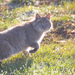 Chinese Mountain Cat - Photo (c) Mengshuai Ge, some rights reserved (CC BY-NC), uploaded by Mengshuai Ge