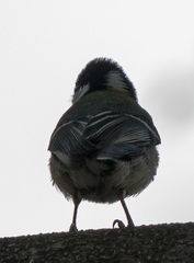 Parus minor