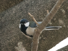 Parus minor