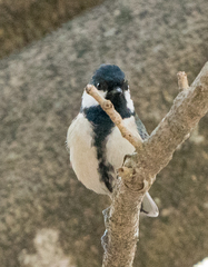 Parus minor