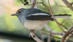 Copsychus saularis
