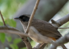 Pterorhinus perspicillatus
