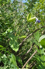 Clematis integrifolia