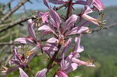 Dictamnus angustifolius