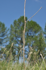 Deutoleon lineatus