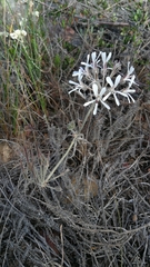 Pelargonium auritum carneum