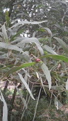 Dicranosterna semipunctata