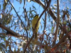 Lichenostomus melanops