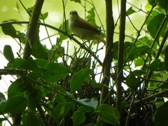 Certhiaxis cinnamomeus