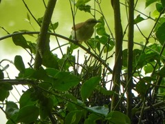 Certhiaxis cinnamomeus