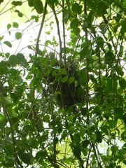 Certhiaxis cinnamomeus