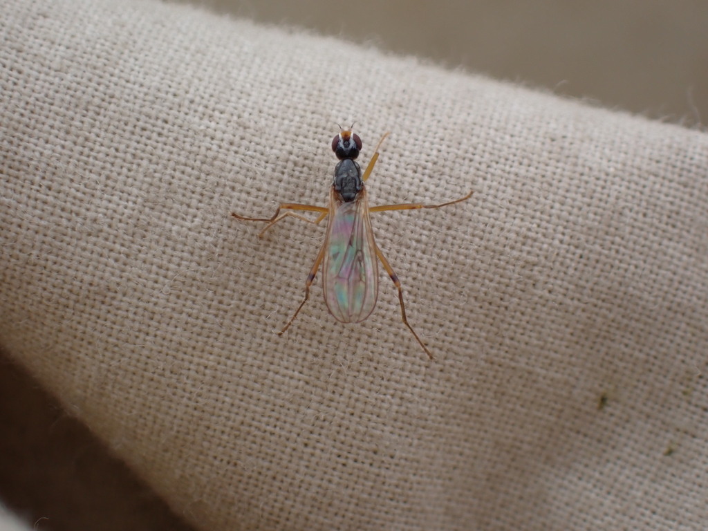 Cnodacophora nasoni