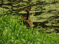 Dendrocygna autumnalis