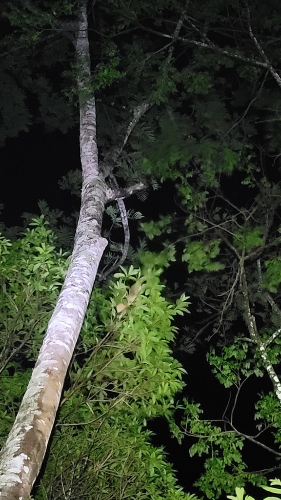 Kinkajou
