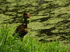 Dendrocygna autumnalis