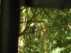 Rupornis magnirostris