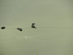 Chloroceryle americana