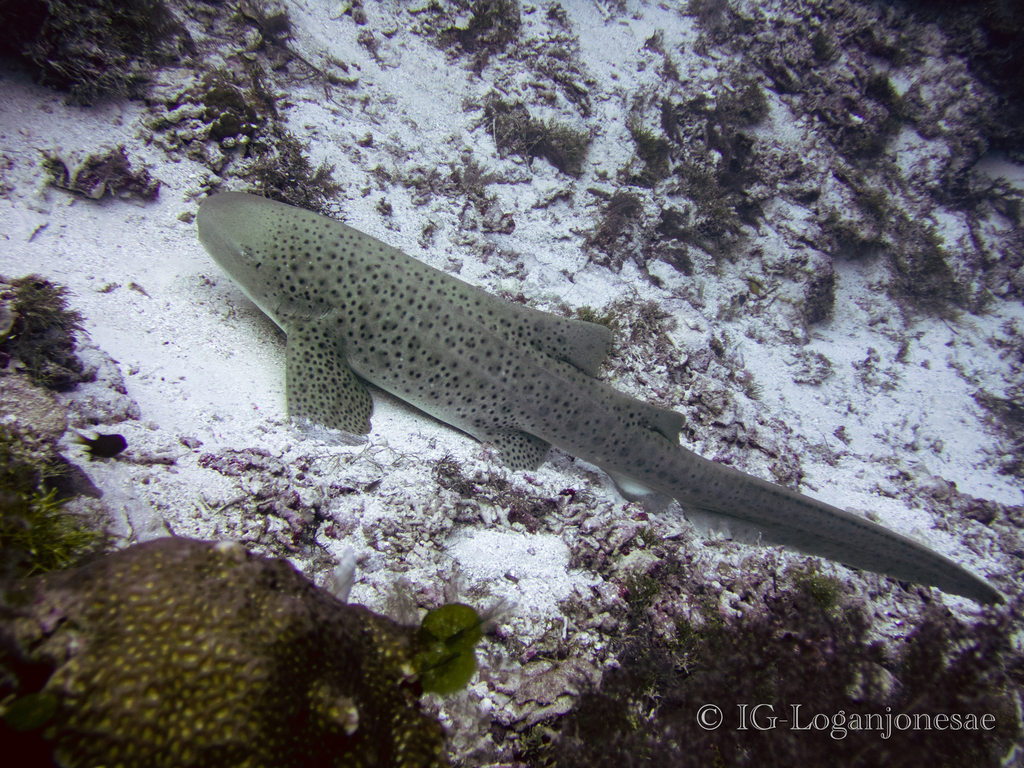 Zebra shark gliding over coral rubble