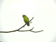 Forpus conspicillatus