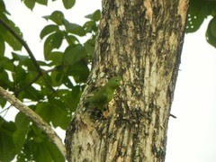 Forpus conspicillatus