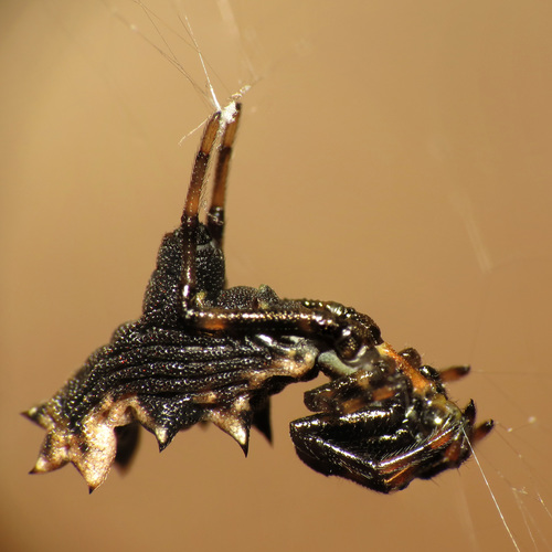 Spined Micrathena photo 5