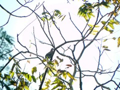 Patagioenas cayennensis