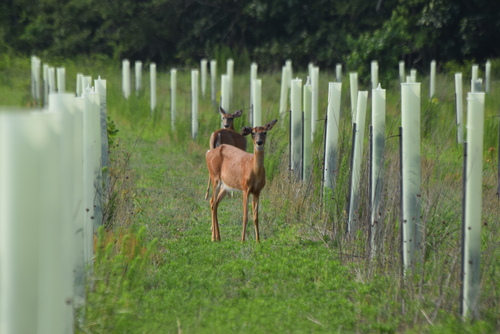 White-tailed Deer photographed in Delaware