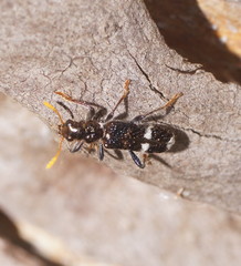 Scrobiger splendidus