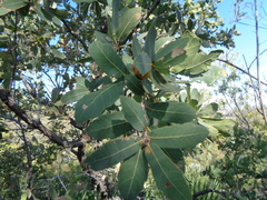 Quercus glaucoides