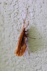 Psychoglypha