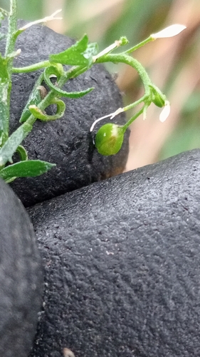 Image of Bushy Peppercress (Lepidium desvauxii) by (c) Joe Potter Butler, some rights reserved (CC BY)