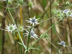 Eryngium aquaticum