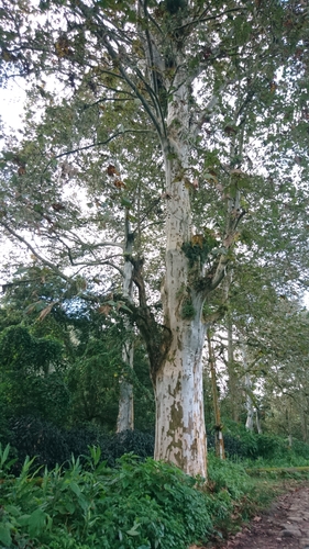 Image of Platanus mexicana by (c) Bernardino Villa B., some rights reserved (CC BY)
