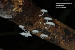 Mycena chlorophos