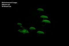 Mycena chlorophos