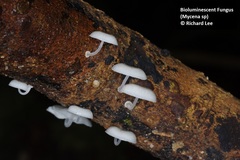Mycena chlorophos