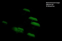 Mycena chlorophos
