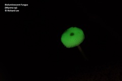 Mycena chlorophos