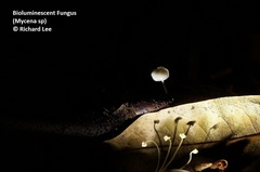 Mycena chlorophos