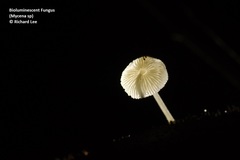 Mycena chlorophos