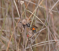 Podalonia tydei suspiciosa