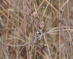 Podalonia tydei suspiciosa